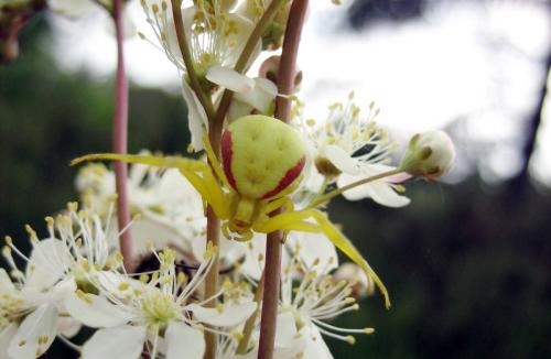 Misumena vatia