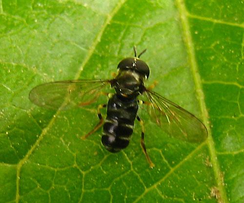 Réf. 9 517 : Paragus sp.
