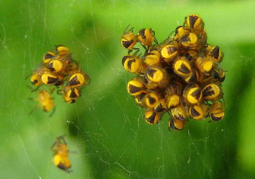 Réf. 9 420 : Araneus diadematus