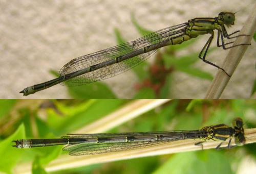 Erythromma lindenii