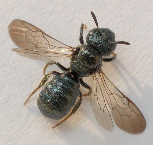 Ceratina cyanea
