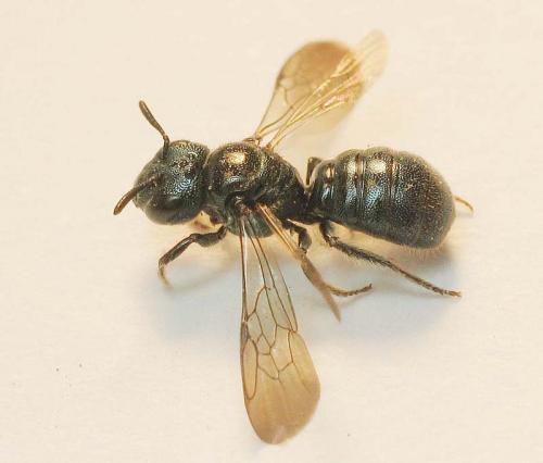 Ceratina cyanea