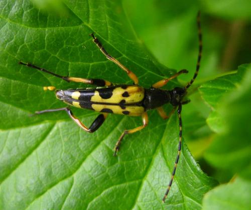 Réf. 9 831 : Rutpela maculata