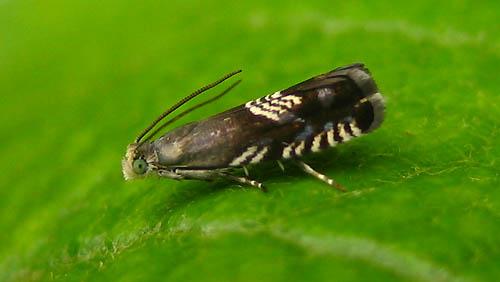 Réf. 9 985 : Grapholita compositella