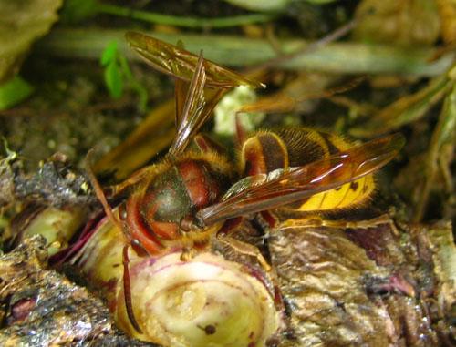 Vespa crabro