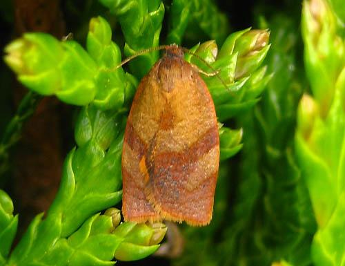 Réf. 9 984 : Cacoecimorpha pronubana