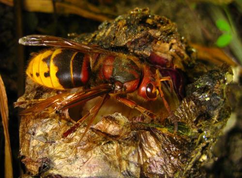 Vespa crabro