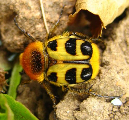 Trichius gallicus