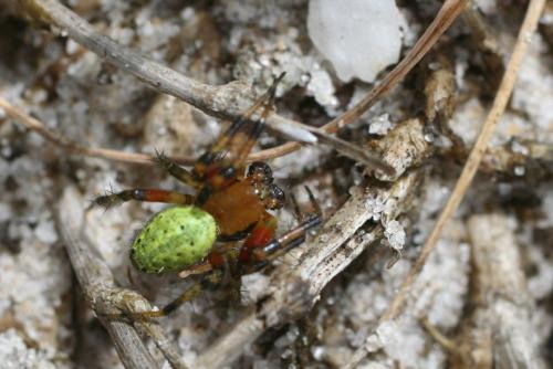 Araniella sp.