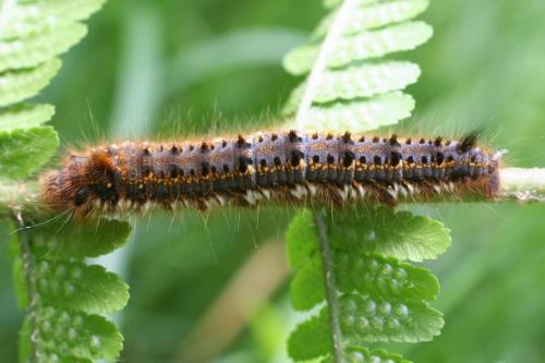 Réf. 9 666 : Euthrix potatoria