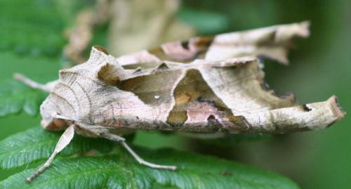 Réf. 9 843 : Phlogophora meticulosa