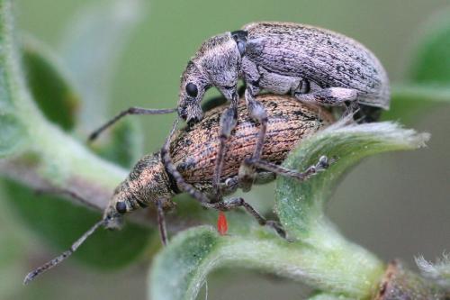 Réf. 9 842 : Phyllobius sp.