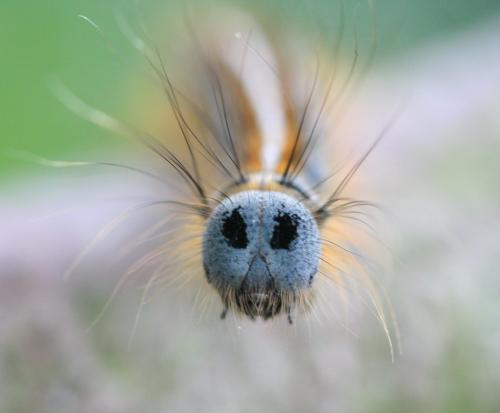 Malacosoma neustria