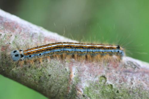 Malacosoma neustria