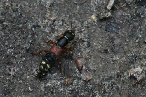 Réf. 9 460 : Staphylinus erythropterus