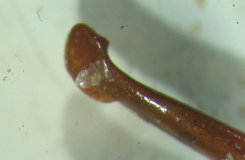 Polyphylla maroccana maroccana
