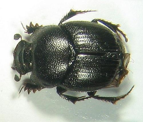 Réf. 9 753 : Onthophagus sp.