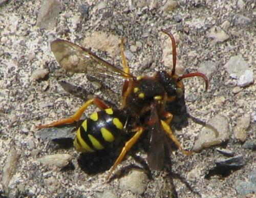 Nomada sp.