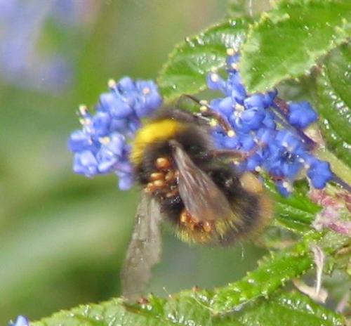 Bombus pratorum