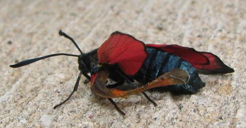 Zygaena filipendulae
