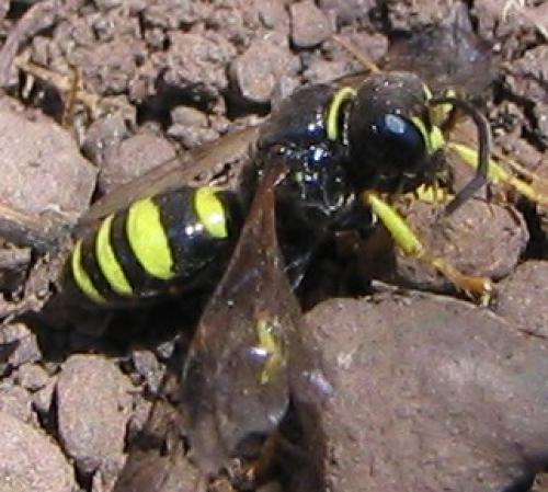 Réf. 9 456 : Gorytes planifrons