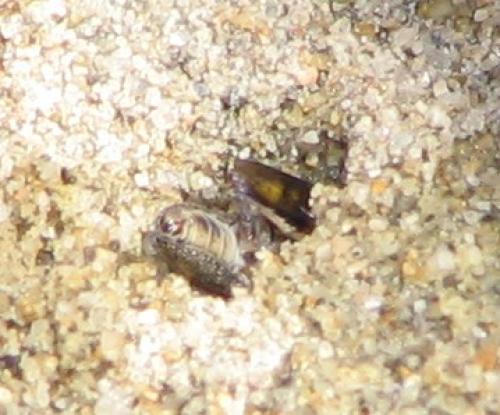 Gorytes planifrons