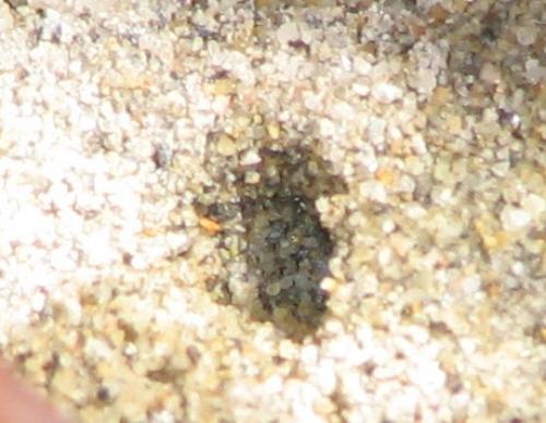 Gorytes planifrons
