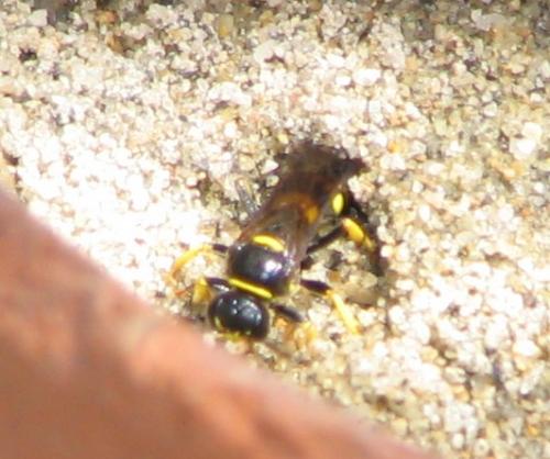 Gorytes planifrons