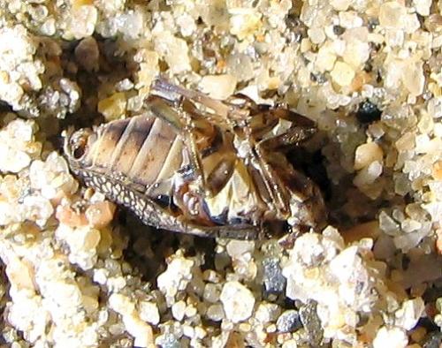 Issus coleoptratus