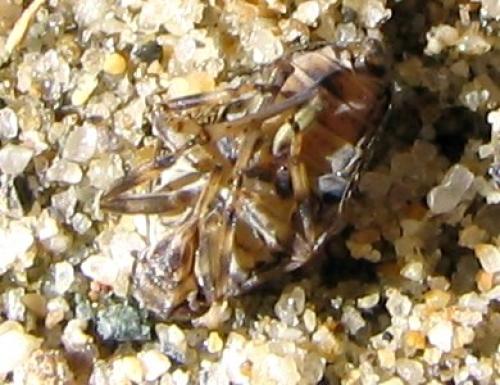 Issus coleoptratus