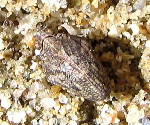 Issus coleoptratus