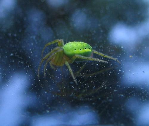 Araniella sp.
