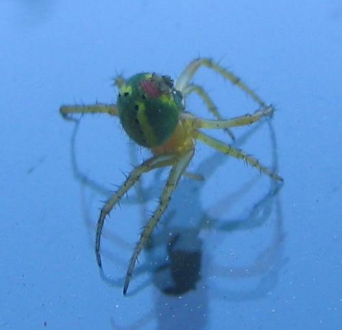 Araniella sp.