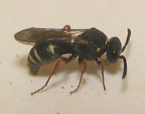 Nysson sp.