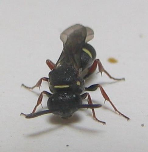 Nysson sp.