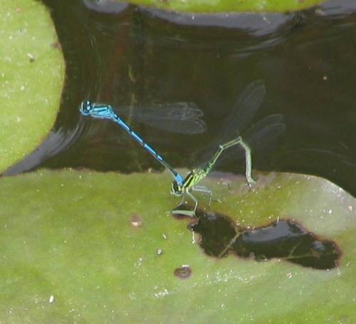 Coenagrion puella