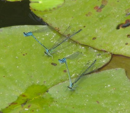 Réf. 9 787 : Coenagrion puella