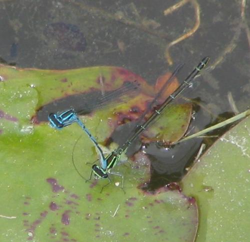 Coenagrion puella
