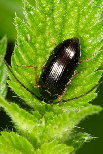 Gonodera luperus