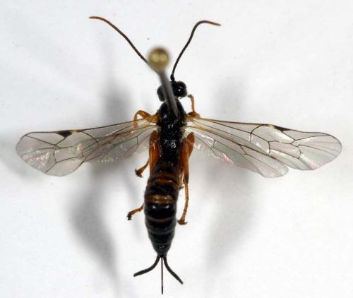 Réf. 9 050 : Endromopoda sp.