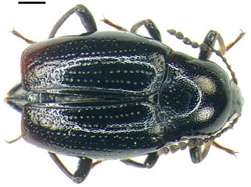 Réf. 9 640 : Scaphium immaculatum