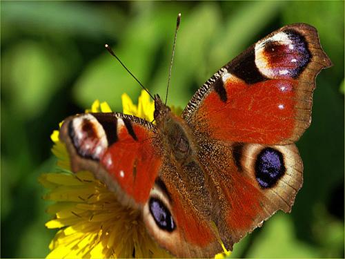 Réf. 9 552 : Aglais io