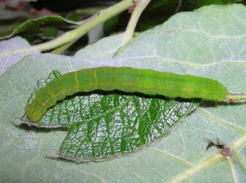Scoliopteryx libatrix