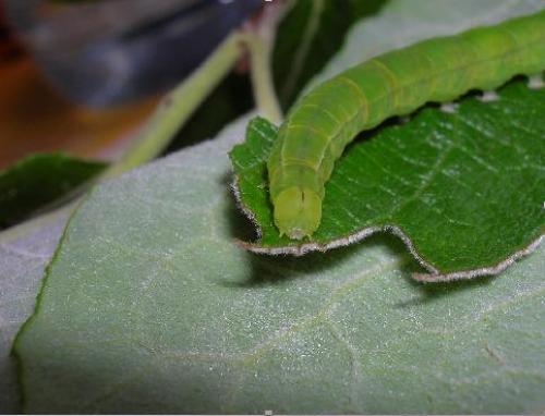 Scoliopteryx libatrix