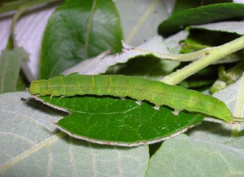 Réf. 9 820 : Scoliopteryx libatrix
