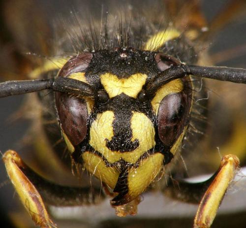 Vespula vulgaris