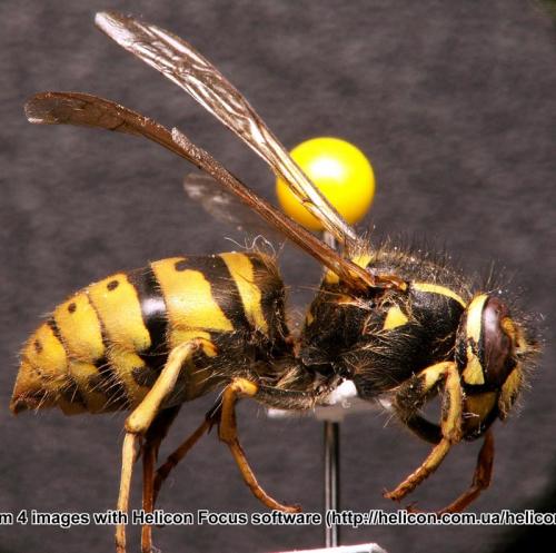 Vespula vulgaris