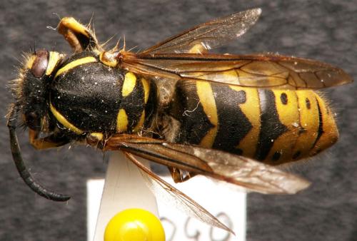Vespula vulgaris