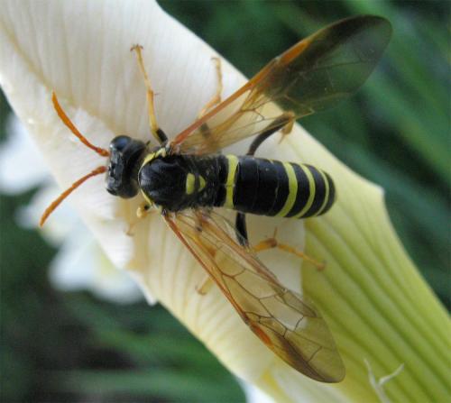 Tenthredo scrophulariae