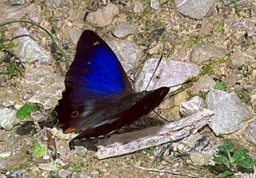 Apatura iris jole